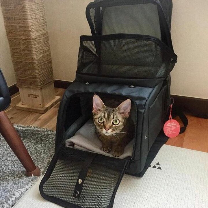 楽天市場】※予約販売【INSIDE DOG & CAT】 キャリーバッグ 犬バッグ 犬 