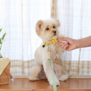 \̔ymaison de miuzSoft Ribbon Collar (Yellow) ؍ uh 킢  v[g ^  ^I NEW