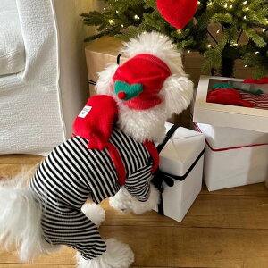 \̔yFREDDIE TALEzBuddy All in oneiBlackj  hbOEFA ̕ ^ ^ pi hbOObY ؍ t t