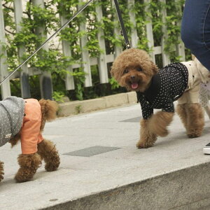 [ymonchouchouzDot Collar shirtiubNj ؍ uh 킢  v[g ^ NEW t  H