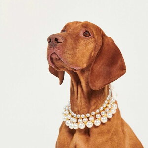 [yMOSHIQAzDubai Dog Necklace AJ pi hbOObY  ̎ hbOJ[  p ^ ^