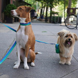 \̔yiCANDORzGentle Collar DualiFORESTjS/M ؍ pi hbOObY  ̎ hbOJ[  p Upi UObY