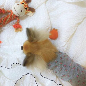 [yDOGGY STARzt[hbg[X^NgbviO[j ؍ uh 킢  v[g ^ NEW t 