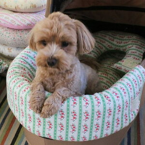 \̔yOOPS! MY DOGzGarden Bumper(Green) pi hbOObY pNbV hbONbV NbV ybgNbV xbh ybgnEX hbOnEX nEX