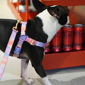 [yiCANDORzNo-Pull HarnessiMILKY WAYj pi hbOObY n[lX hbOn[lX n[lX^ n[lX pn[lX UObY Upi ؍