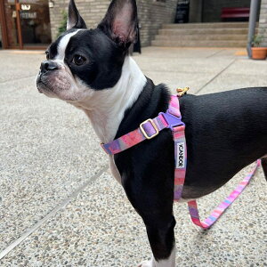 [yiCANDORzNo-Pull HarnessiMILKY WAYj pi hbOObY n[lX hbOn[lX n[lX^ n[lX pn[lX UObY Upi ؍