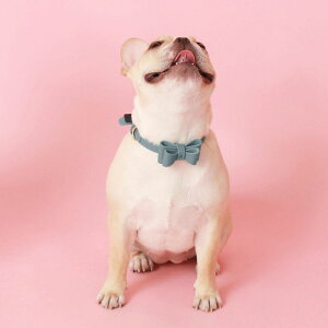 \̔ymaison de miuzSoft Ribbon Collar (Indian Blue) ؍ uh 킢  v[g ^  ^I NEW