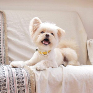 \̔ymaison de miuz Heart Pearl Collar(Yellow) ؍ uh 킢  v[g ^  ^I UObY NEW