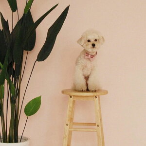 \̔ymaison de miuzCollar Ribbon ؍ uh 킢  v[g ^  ^I UObY NEW