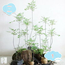 楽天市場】枯れない観葉植物 フェイクの通販