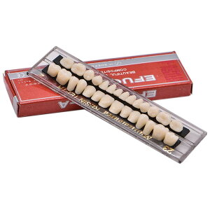 Oral Dentistry ꎕPA o ȗpAN  `Lbg nEBz[̏ zCg`23 A2 Abv_E28/Zbg(A2)