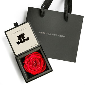 AMOROSA A[T vU[uht   [ _Ch[Y{bNX85 f B Y j [ 肪Ƃ Vbp[t uCgbh o Mtg  a  LO v|[Y h