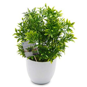 TOSSOW �l�H�ϗt�A�� �t�F�C�N�O���[�� �ϗt�A�� �t�F�C�N ���� �~�j �C���e���A ���b�̂���Ȃ� �������蕨