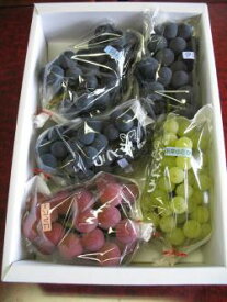 シャインマスカット入りの超豪華セット種なし品種5房詰合厳選品