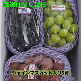 山形産シャインマスカット1房＋高級ぶどう2房の詰合せ【送料無料】
