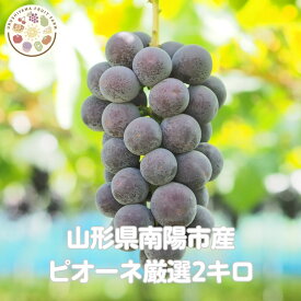 山形産高級ぶどう　ピオーネ　厳選品2kg詰合