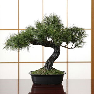 盆栽 室内 観葉植物の人気商品 通販 価格比較 価格 Com