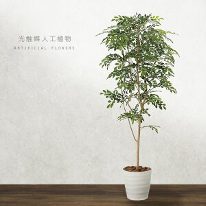 _r[T^̊y glR 1.8m[ ϗtA glR̖ 傫 tFCNO[  CeA rO ItBX  E     ݒu ꏊ tF