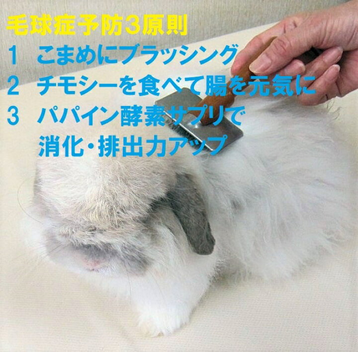 楽天市場 送料無料 割引クーポン うさぎ サプリ パパイヤ うっ滞 毛球 パパイン酵素 パパイヤボールg 消化 毛球サプリ 健康食品 毛詰まり 排出 食欲不振 食べない 便秘 フン詰まり うさぎ餌 エサ うさぎファンクラブ