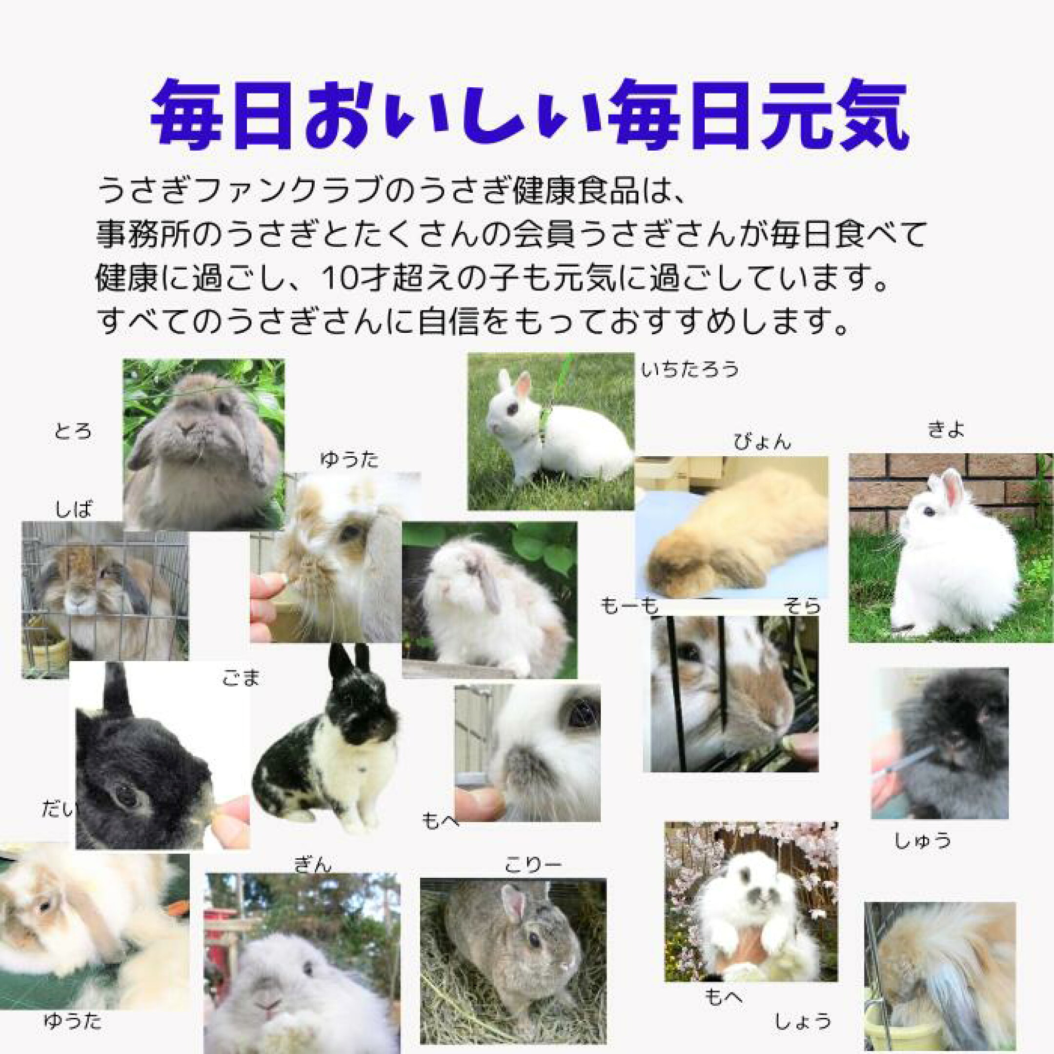 うさぎクラブの会員うさぎが食べています