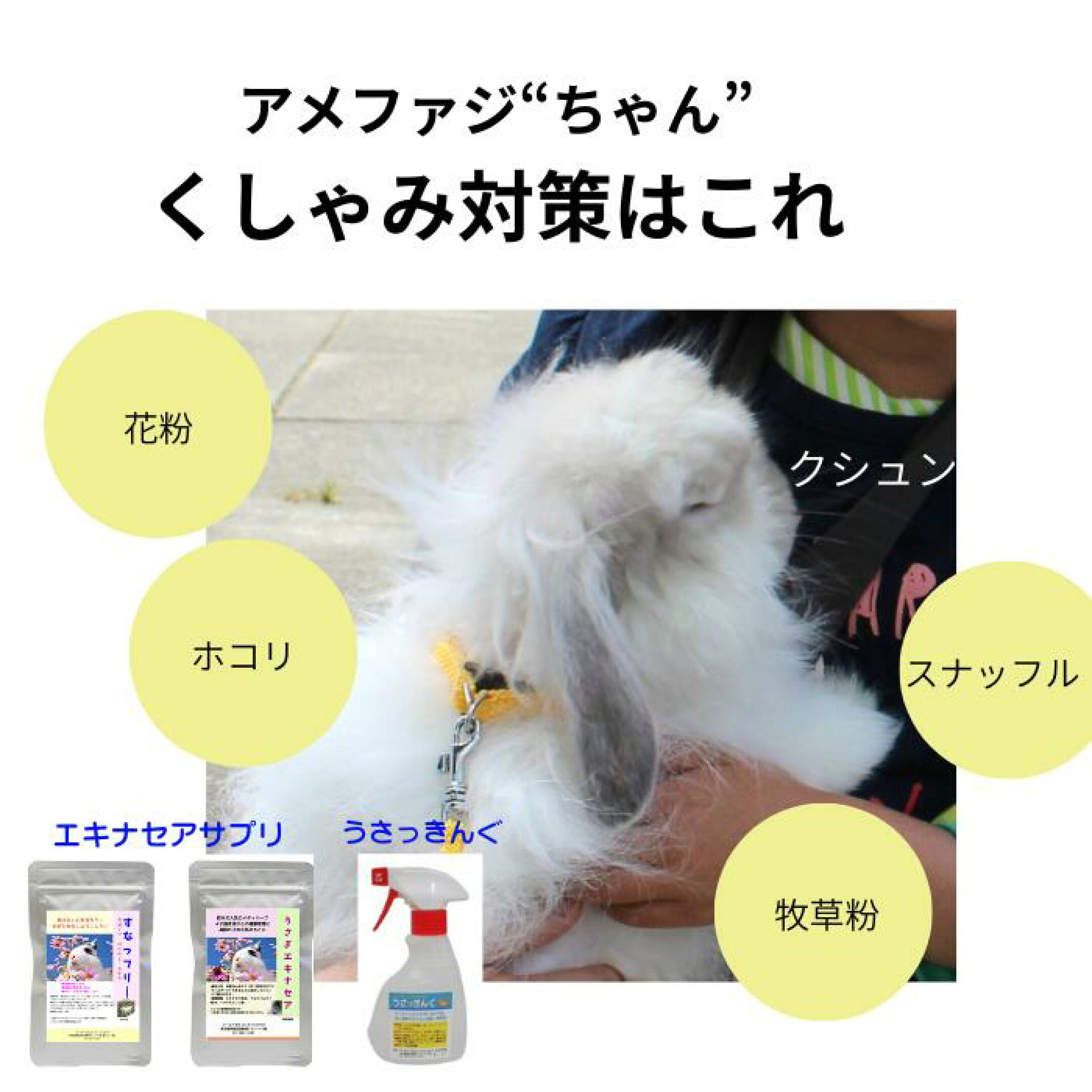 うさぎ くしゃみ のどはな エキナセア