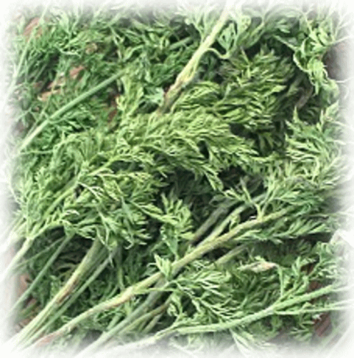 楽天市場】国産 無農薬 まるごと乾燥にんじんの葉っぱ 20g : うさぎ舎