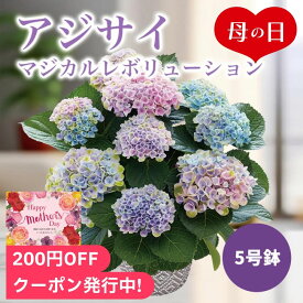 母の日2024 アジサイ マジカルレボリューション 5号鉢 ギフト 花束 花 鉢植え 贈り物 紫陽花 アジサイ