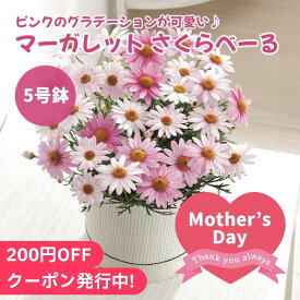 母の日2024 マーガレット さくらべーる 5号鉢 ギフト 花束 花 鉢植え 贈り物 マーガレット