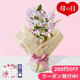 母の日2024 デンドロビウム 桃系 4号鉢 ギフト 花束 花 鉢植え 贈り物 ピンク色 長持ち