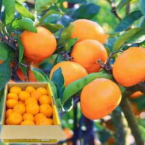 Ε Mtg 2025 a̎R Lc݂ S`LTCY v4kg Ε ~MtgN  t[c