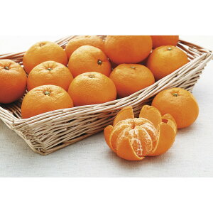 Ε Mtg 2025 F{Y 呺_̓V݂ v3kg Ε ~MtgN  t[c