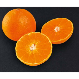 Ε Mtg 2025 QY g܂ǂ M`LTCY 7`9 Ε ~MtgN  t[c