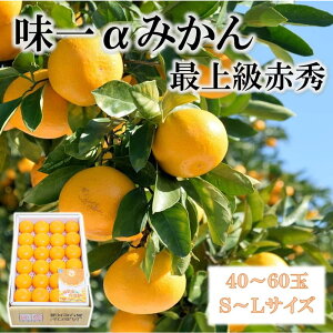 Ε Mtg 2025 a̎RY ꃿ݂ ݂ 5kg/ 40`60 S`LTCY ŏ㋉ԏG