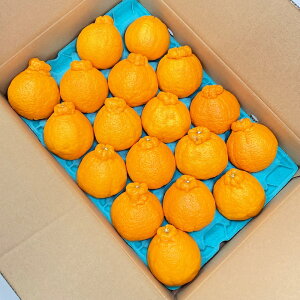 Ε Mtg 2025 F{Y fR| 5kg/ 15`20 L`2LTCY Dȏ