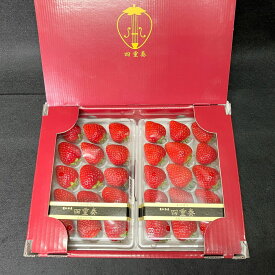 お歳暮 ギフト 2025 愛知県産 四重奏 よつぼしいちご 2パック 約0.5kg 2Lサイズ以上