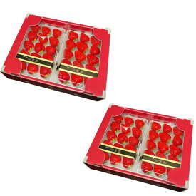 お歳暮 ギフト 2025 愛知県産 四重奏 よつぼしいちご 4パック 約1.0kg 2Lサイズ以上