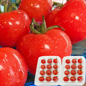 Ε Mtg 2025 mY Ђ߃g}g 3F NX}XJ[ 2pbN