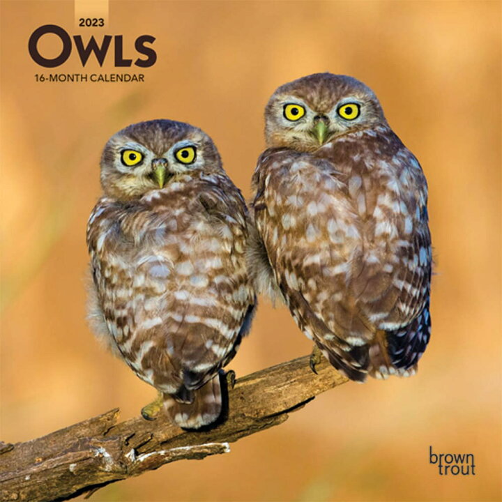 楽天市場 カレンダー 23 ふくろう ミニ Owls 輸入版 英語 うさマート 楽天市場店