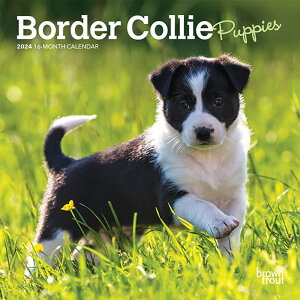 ブラウントラウト 2024年 子犬のボーダー・コリー ミニカレンダー (Border Collie Puppies Mini Calendar) 英語 ZB-61843 本 雑誌 カレンダー 日曜 日曜始まり 卓上 小型 犬 ボーダー