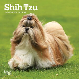 ブラウントラウト 2024年 シーズー ミニカレンダー (Shih Tzu Mini Calendar) 英語 ZB-65018 本 雑誌 カレンダー 日曜 日曜始まり 卓上 小型 犬 シーズー