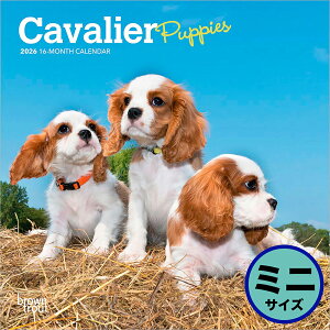 uEgEg 2026N q̃LoA Ǌ|~jJ_[(Cavalier King Charles Spaniel Puppies Calendar) ZB-02800J_[ 񂾁[ ߘa8N ߘaN Ǌ|  q