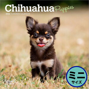 uEgEg 2026N q̃` Ǌ|~jJ_[(Chihuahua Puppies Calendar) ZB-02916J_[ 񂾁[ ߘa8N ߘaN Ǌ|  q