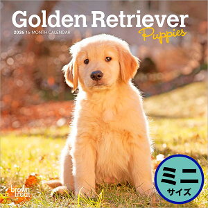 uEgEg 2026N q̃S[fEgo[ Ǌ|~jJ_[(Golden Retriever Puppies Calendar) ZB-03456J_[ 񂾁[ ߘa8N ߘaN Ǌ|  q
