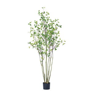 lHA  p hE_ccW H2100 A70TN121 GNXeA tFCNO[ O[x LN kCzs s