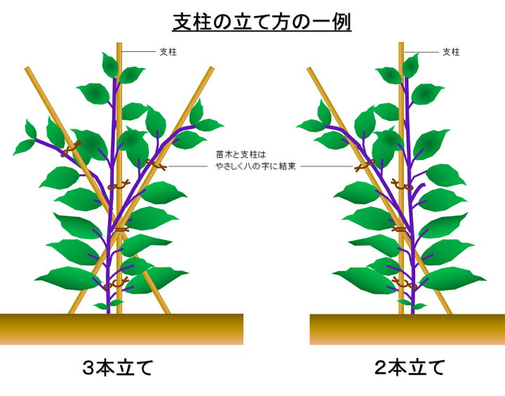 楽天市場 天然竹 女竹 90cm本 め竹 めだけ 篠竹 しの竹 竹支柱 添え木 園芸用 農業用 定植時支柱 竹加工用 臼井農畜産