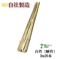 楽天市場】竹 白竹 4mの通販
