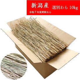 選別わら 約80cm 10kg 新潟産 令和7年度産 国産 稲わら 藁 わら