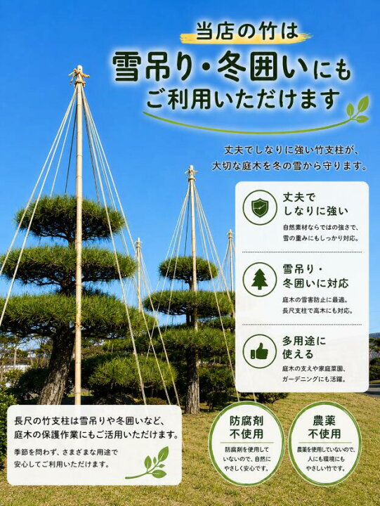 楽天市場】女竹 300cm 5本（細） 農業用、園芸用の支柱として幅広くご 