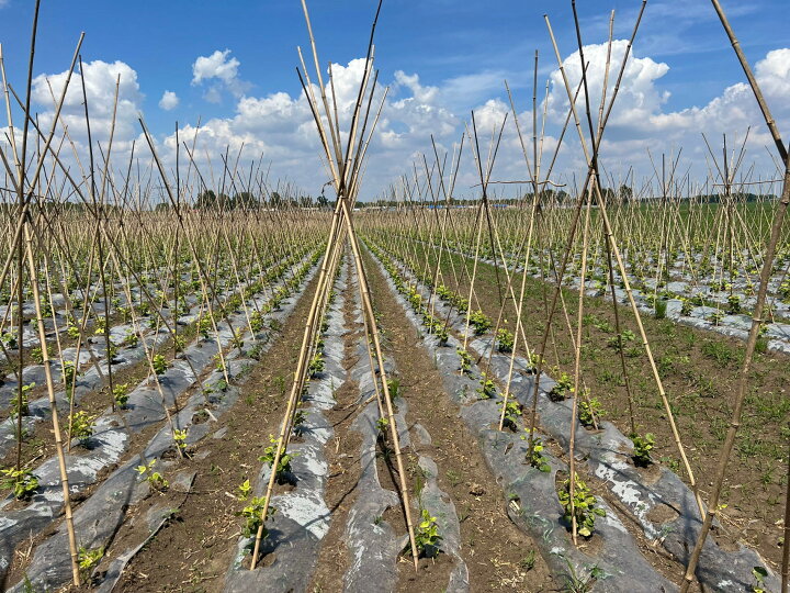 楽天市場】女竹 150cm 100本 農業用、園芸用の支柱として幅広くご利用  