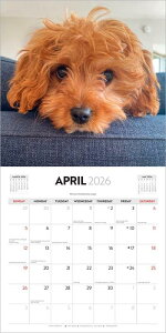 킢q 2026N J_[/uEgEg A Ǌ| 30.5 x 61 cm (Puppy Love Calendar)